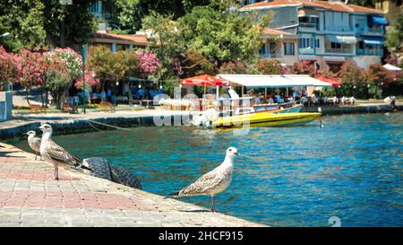 Istanbul, Türkei - Juli 2012: Möwen am Ufer der Insel Burgaz. Burgazada, Burgaz Adasi oder kurz Burgaz ist der drittgrößte des Prinzen Stockfoto