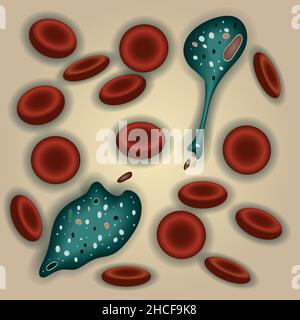 Angeborenes Immunsystem: Makrophagen Zellen im Blut, Vektordarstellung Stock Vektor