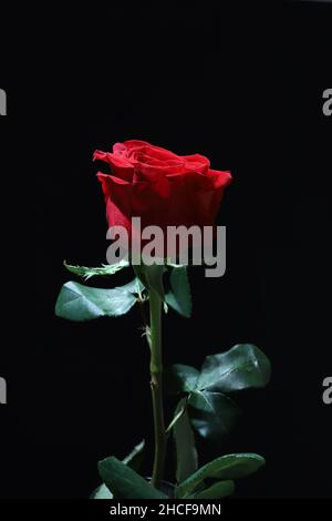 Rote Rose isoliert auf dunklem Hintergrund. Valentinstag, Geburtstag, Muttertag, Hochzeit, Jahrestag. Flach liegend. Direkt darüber. Speicherplatz kopieren. Stockfoto