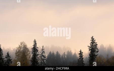 Herrlicher Blick auf einen nebligen Sonnenuntergang über einem Wald Stockfoto
