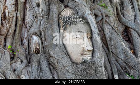 Buddha Kopf in Baumwurzeln in Ayutthaya, Thailand Stockfoto
