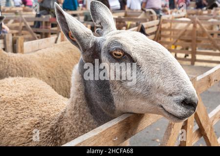 Nahaufnahme eines bluefaced Leicester Schafes auf der Masham Sheep Fair in North Yorkshire im September statt. Bluefaced Leicester's sind an thei erkennbar Stockfoto