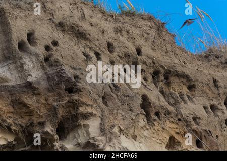 Schwalben auf den Klippen der Stadt Ahrenshoop auf der Ostseeinhalbinsel Darss in Deutschland im Sommer. Stockfoto