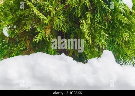 Grüner Thuja und weißer Schnee im Winterhintergrund, Nahaufnahme. Stockfoto