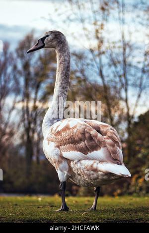 Schwanenvögel, die am Herbstabend im Park in der Nähe des Sees stehen. Stockfoto