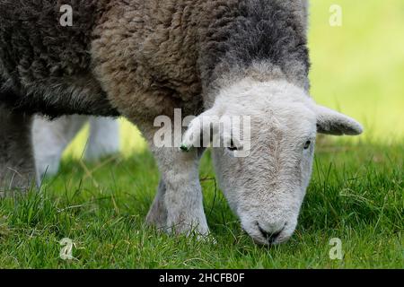 Herdwick Schafe genießen Wiesengras auf Otley Chevin, Leeds West Yorkshire. Stockfoto