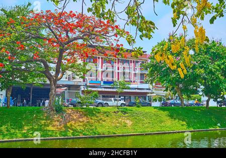 Die leuchtend orangefarbenen Blüten des Flammenbaums und die gelben Blüten des caragana-Baumes, die am Ufer des Kanals des Old City Moat, Chiang Mai, Th Stockfoto