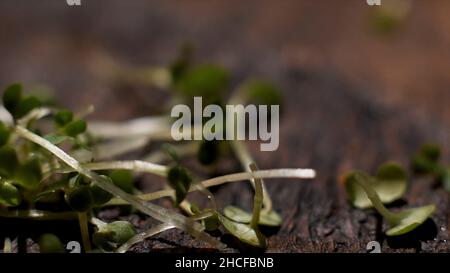 Vitamin diätetische Microgreen von Senf fallen auf Holz rustikalen Oberfläche, Lebensmittel und Gastronomie Konzept. Nahaufnahme von frischen grünen Senfsprossen auf w Stockfoto