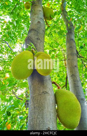 Die Nahaufnahme des Buckenbaums (Artocarpus heterophyllus) Stammes mit großen Jackfruits, die daran hängen, Chiang Mai, Thailand Stockfoto