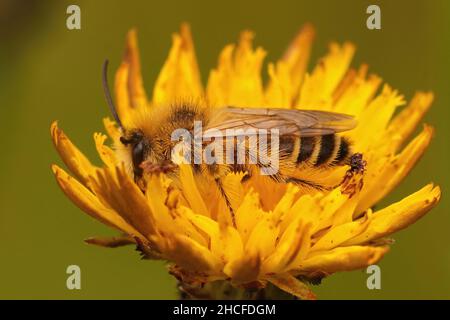 Nahaufnahme eines Männchens der Pantaloon-Biene oder haarbeinigen Bergbiene, Dasypoda hirtipes auf einer gelben Oxytongue , Picris , Blume Stockfoto