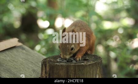 Nahaufnahme eines niedlichen roten Eichhörnchens mit langen spitzen Ohren in einer Sommerszene. Eichhörnchen sitzt auf dem Stumpf und frisst Samen auf verschwommenem Waldhintergrund. Stockfoto