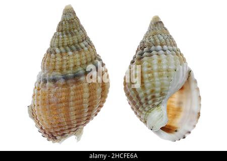 Vernetzter Welch (Nassarius reticulatus) von der niederländischen Nordseeküste isoliert auf weißem Hintergrund Stockfoto