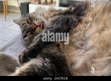 Die kleine Katze schläft, während sie tagsüber auf einem Sofa ihre Zunge herausstreckt. Stockfoto