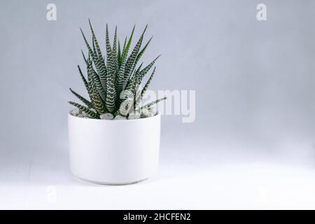 Ein süßes Zebra Haworthia Sukulent in einem weißen Keramiktopf auf weißem Hintergrund. Stockfoto