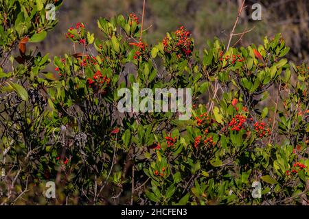 Toyon, Heteromeles arbutifolia, im Chaparral des Pinnacles National Park, Kalifornien, USA Stockfoto