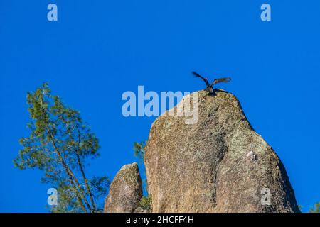 California Condors, Gymnogrips californianus, landet auf einer Turmspitze im High Peaks of Pinnacles National Park, Kalifornien, USA Stockfoto