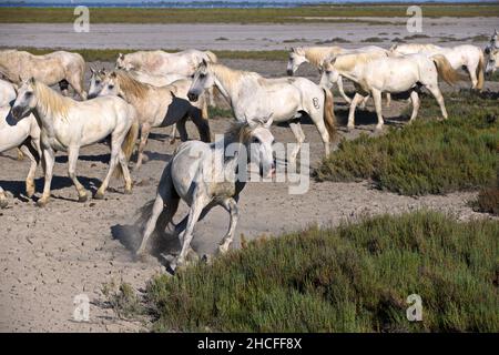 Eine Herde weißer Pferde, die auf einem sonnigen Dat durch die Küstenebene der Camargue in Frankreich Streifen Stockfoto