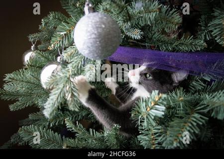 Kätzchen, die im Weihnachtsbaum spielen und an hängenden Ornamenten tupfen Stockfoto