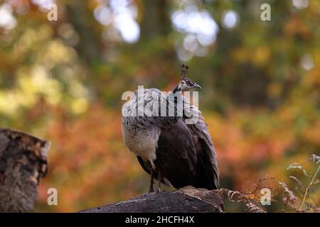 Der indische Pfauenhuhn, auch bekannt als der gewöhnliche Pfauenhuhn und der blaue Pfauenhuhn, ist eine Pfauenart, die auf dem indischen Subkontinent beheimatet ist. Stockfoto