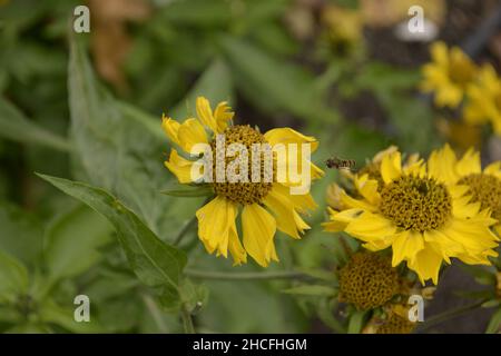 Nahaufnahme von Verbesina encelioides, bekannt als goldener Kronenbart. Stockfoto