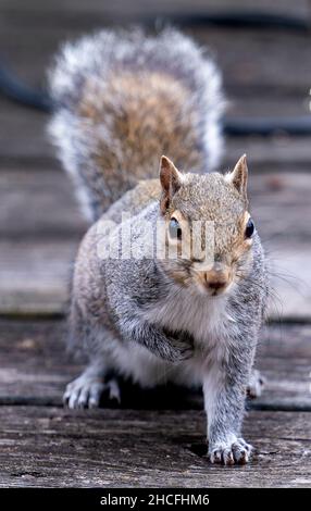 Ein Eichhörnchen hält auf dem Deck inne Stockfoto