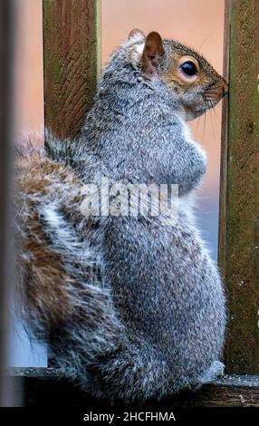 Ein Eichhörnchen hält auf dem Deck inne Stockfoto