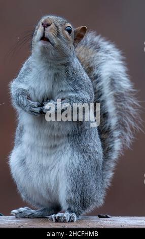 Ein Eichhörnchen hält auf dem Deck inne Stockfoto