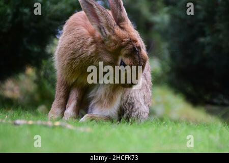 Der Hase sitzt auf dem grünen Gras und leckt sich selbst. Vorder- und Hintergrund sind stark unscharf. Nahaufnahme Stockfoto