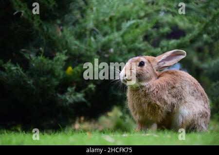 Der Hase sitzt auf dem grünen Gras auf der rechten Seite des Rahmens. Vorder- und Hintergrund sind stark unscharf. Nahaufnahme Stockfoto