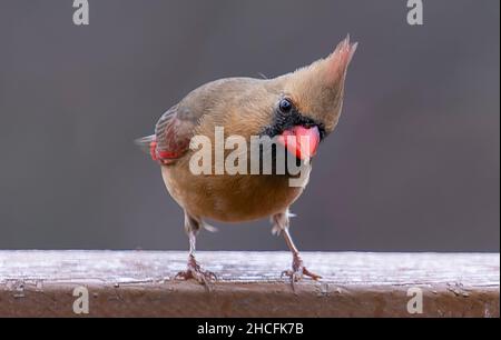 Nördlicher Kardinal Barsche auf dem Deck Stockfoto