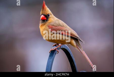 Der männliche Nordkardinist steht auf einem hohen Barsch Stockfoto