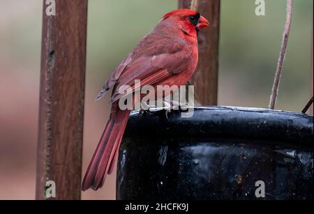 Nördlicher Kardinal Barsche auf dem Deck Stockfoto