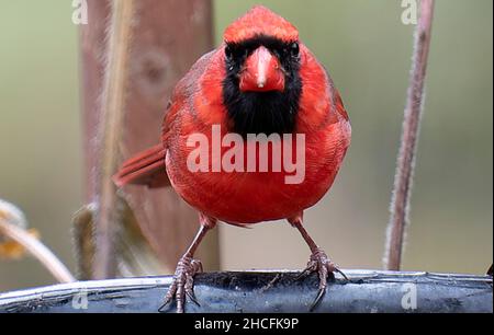 Nördlicher Kardinal Barsche auf dem Deck Stockfoto