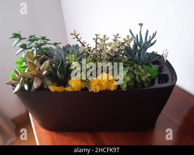 Großer Blumentopf mit verschiedenen Arten und Formen von dekorativen Zimmerpflanzen Stockfoto