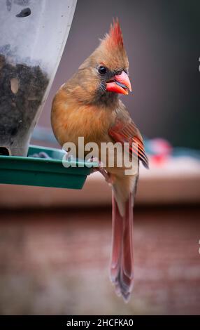 Nördlicher Kardinal Barsche auf dem Deck Stockfoto