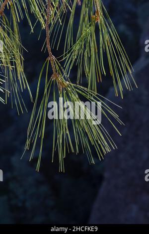 Grey Pine, Pinus sabiniana, Nadeln aus nächster Nähe im Pinnacles National Park, Kalifornien, USA Stockfoto