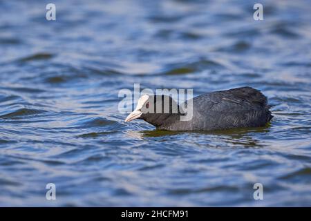 Eurasische Ruß schwimmend in einem Teich ( Fulica ATRA ) Stockfoto