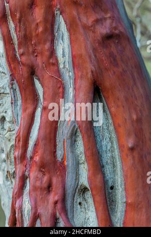 Große Berried Manzanita, Manzanita glauca, Rinde mit gewundenen lebenden Adern über totem Holz im Kaparral des Pinnacles National Park, Kalifornien, USA Stockfoto