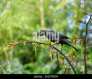 TUI, endemischer Singvögel Neuseelands, ernährt sich von Leinenpflanzen-Nektar. Das Blütenstamen, das Orangenpollen auf seinen Kopf abgibt. Stockfoto