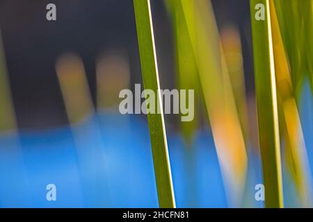 Schilf im Bear Gulch Reservoir, erbaut vom CCC, im Pinnacles National Park, Kalifornien, USA Stockfoto