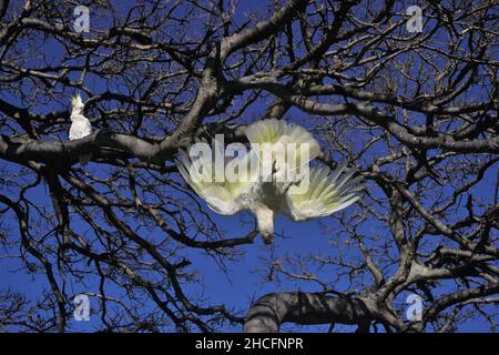 Unterseite eines Kakadus, der von einem Baum abtaucht Stockfoto