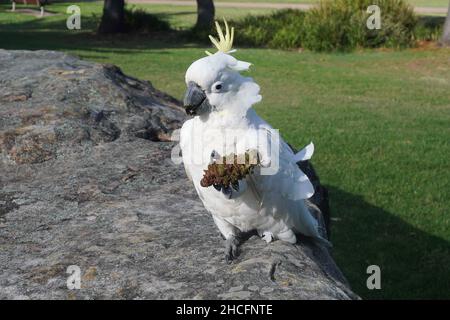 Kakadu mit einem Tannenzapfen in seiner Kralle Stockfoto