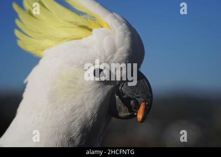 Extreme Close Up Profilansicht eines Kakadus mit einer Mandel im Schnabel Stockfoto