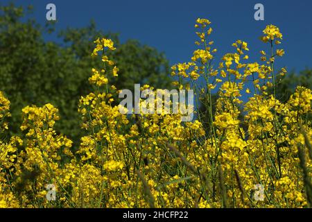 Gelbe Rapsblüten wachsen an einem sonnigen Tag auf dem Feld Stockfoto