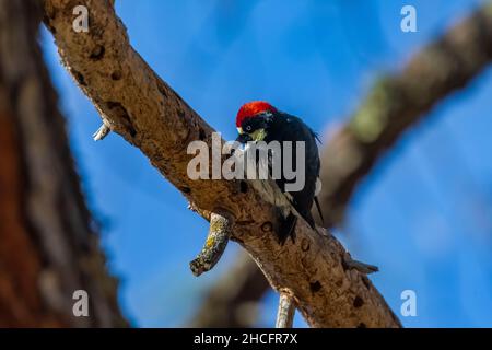 Acorn Woodpecker, Melanerpes formicivorus, im Pinnacles National Park, Kalifornien, USA Stockfoto