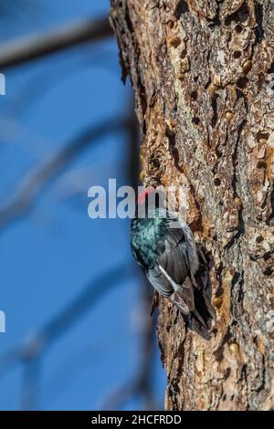 Acorn Woodpecker, Melanerpes formicivorus, Bohrloch in Grey Pine Kornspeicher im Pinnacles National Park, Kalifornien, USA Stockfoto