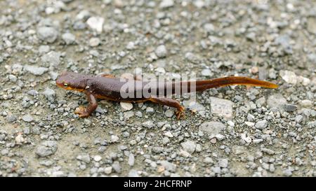 California Newt Profil Wandern auf Schotter. Almaden Quicksilver County Park, Santa Clara County, Kalifornien, USA. Stockfoto