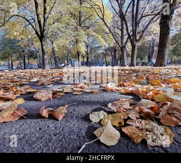 Herbstansicht eines Parks mit gelben, trockenen Blättern, die auf den Boden gefallen sind, und immer noch grünen Bäumen Stockfoto