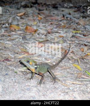 Boyd's Forest Dragon, Paluma Range National Park, in der Nähe von Townsville, Queensland, Australien Stockfoto