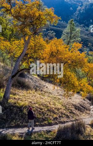 Condor Gulch Trail schlängelt sich durch mit Eichen und Grauen Pines bedeckte Hügel im Pinnacles National Park, Kalifornien, USA Stockfoto